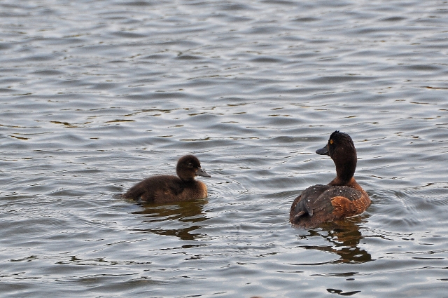 tufted duck, tufted ducks,-1.jpg - TUFTED DUCKS - HAYLING ISLAND - 28.7.11